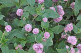 AMARANTINA GLOBOSA ROSA NR.1000 SEMI - Foto 2